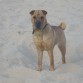 SHAR PEI  EN CHINO SIGNIFICA PIEL DE ARENA,QUIEN LO DIRIA VERDAD,!!
ELLA ES FRIDA LA NIÑA DE MIS OJOS CON 14MESES,ES LA MAS BUENA CARIÑOSA LISTA Y POTENTE QUE CONOZCO ,ES UNA RAZA EXCEPCIONAL 